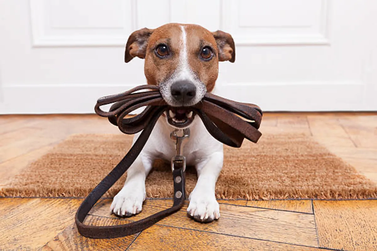 A cheerful dog stands with a leash at the ready on a doormat, suggesting playtime or an upcoming walk. The setting is indoors but at the threshold, tying the interior to the outdoors. The dog's happy posture and leash hint at pet-friendly adventures.